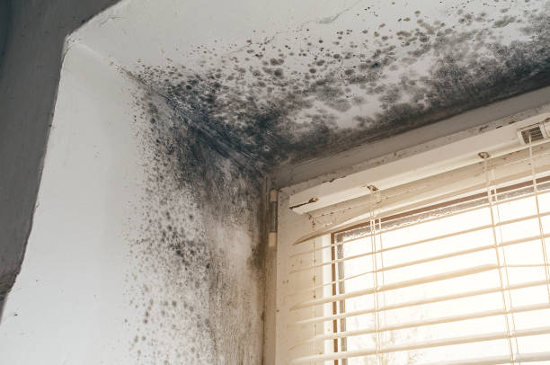Affordable Mold Cleanup solutions in Parkhill, PA